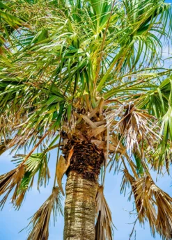 Sabal Palm Tree (Sabal Palmetto)