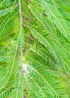 Amla, Indian Gooseberry (Phyllanthus Emblica) -Sowexotic Shop 0155d9 1fbee7d1bf5e4d2cbd137608090fe2c4 mv2 d 1860 2800 s 2