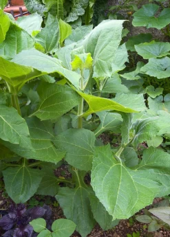 Earth Apple, 'Yellow' (Smallanthus Sonchifolius) -Sowexotic Shop 0155d9 2e1720a4536e4f0fa985deba5703940a mv2 d 1874 2800 s 2 88356a23 def2 40b4 9f2c d4e87487a8f4
