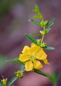 Sun Opener, Sinicuichi (Heimia Salicifolia) -Sowexotic Shop 0155d9 376f2598fcd842feb3ee6168fa92c091 mv2 d 3264 4928 s 4 2