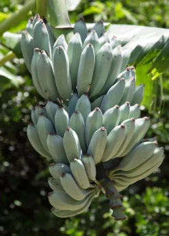 Banana 'Ice Cream' (Musa Acuminata × Balbisiana)