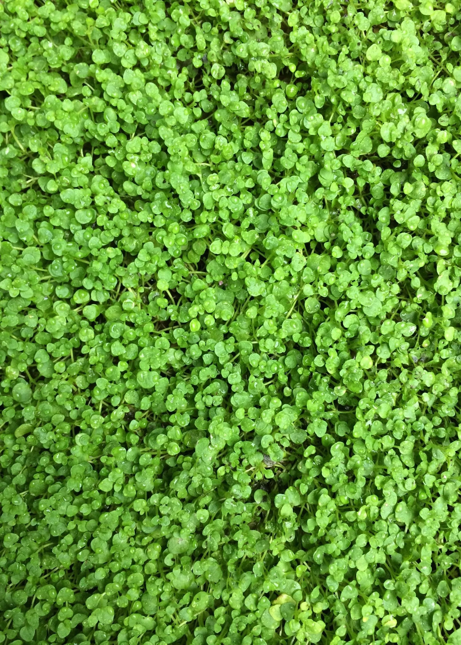 Corsican Mint (Mentha Requienii) 1 Corsican Mint (Mentha Requienii)