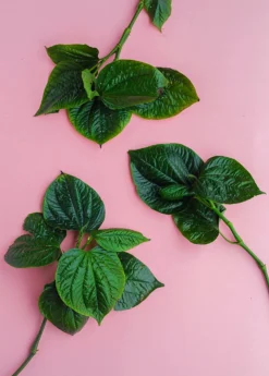 Lolot (Piper Sarmentosum) -Sowexotic Shop 0155d9 4dac8f1bcf3e45de953a21ac4071b86a mv2 d 3648 5472 s 4 2