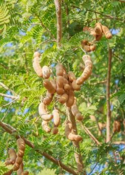 Tamarind (Tamarindus Indica)