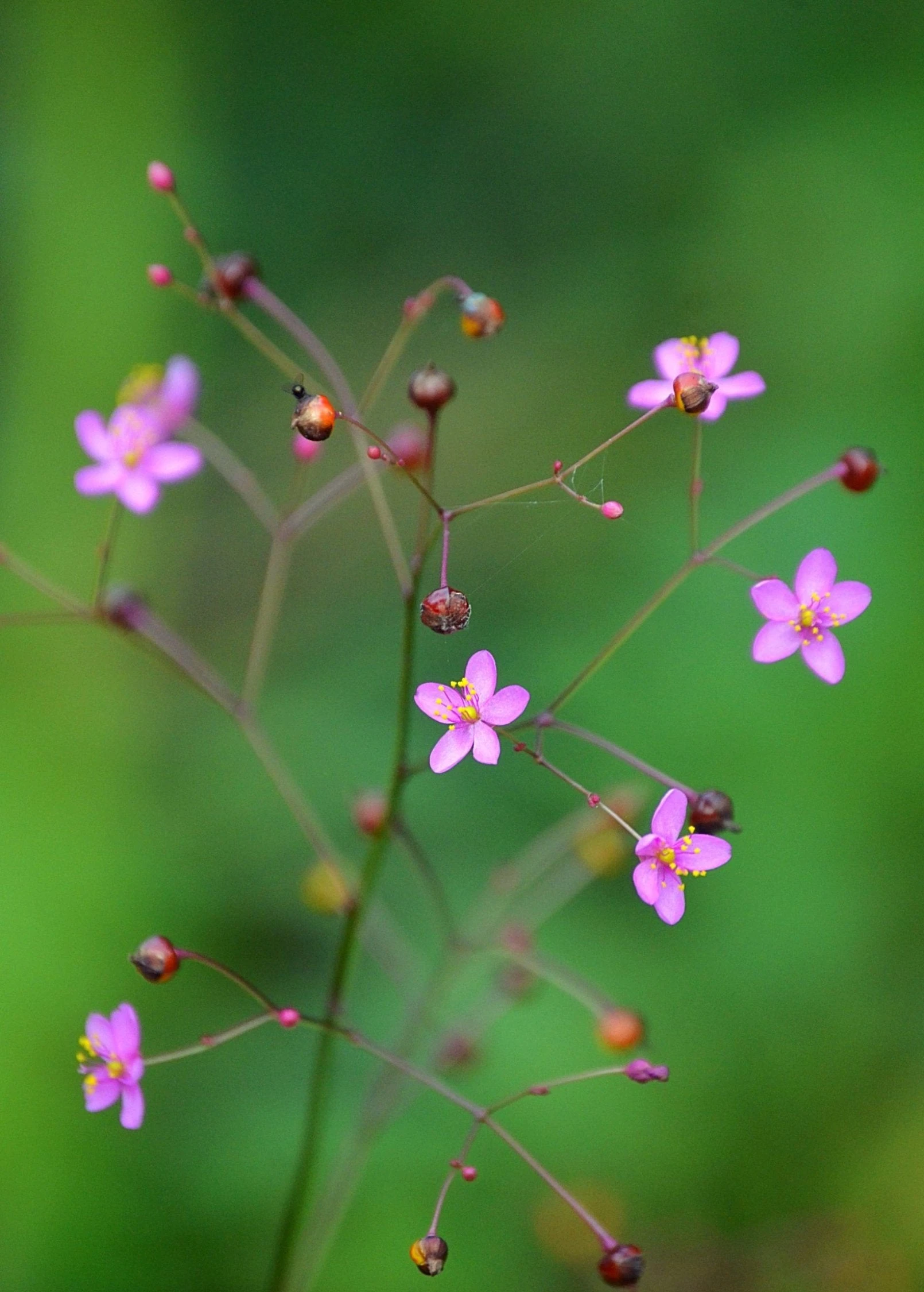 Jewels Of Opar (Talinum Paniculatum) 1 Jewels Of Opar (Talinum Paniculatum)