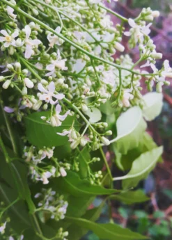 Neem Tree (Azadirachta Indica) -Sowexotic Shop 0155d9 a593fde486c0478b9ffd90e89b9a72ac mv2 d 2988 3735 s 4 2