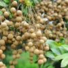 Longan, 'Kohala' (Dimocarpus Longan)
