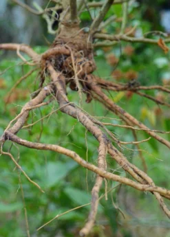 Ashwagandha (Withania Somnifera) 15 Ashwagandha (Withania Somnifera) -Sowexotic Shop 0155d9 af78b0aa658a4736babf4d2227d35bc0 mv2 d 3264 4928 s 4 2