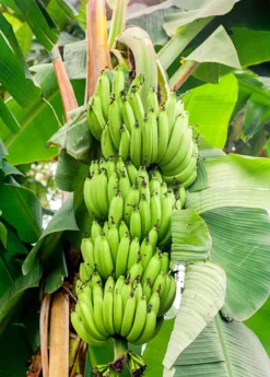 Plantain 'Dwarf Puerto Rican' (Musa)