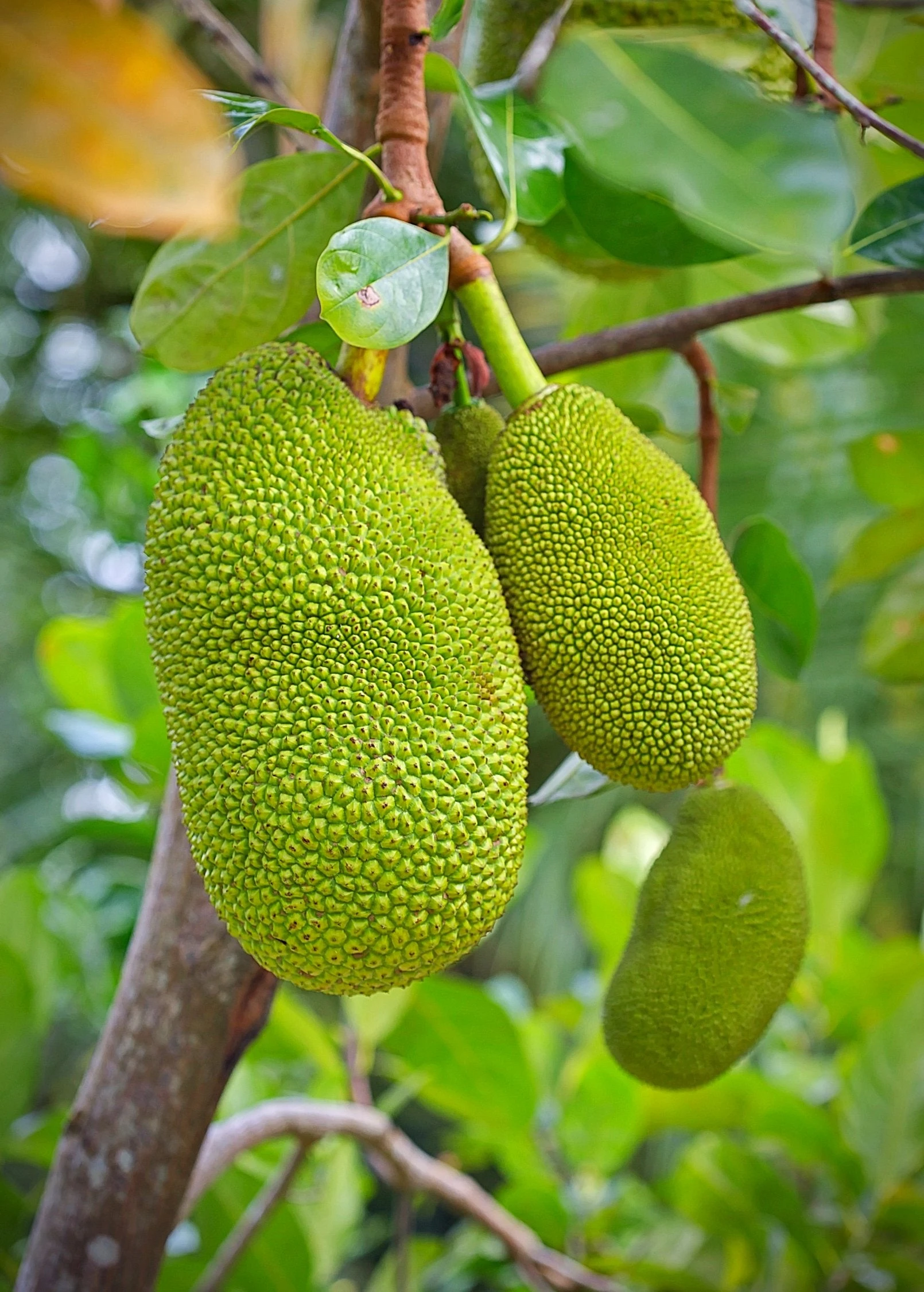 Jackfruit 'Black Gold' (Artocarpus Heterophyllus) 1 Jackfruit 'Black Gold' (Artocarpus Heterophyllus)