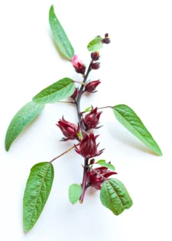 Florida Cranberry (Hibiscus Sabdariffa) -Sowexotic Shop 0155d9 efa0adf7d45342589e4c146413c12fd9 mv2 d 1860 2800 s 2