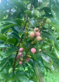 Gin Berry, Ginberry (Glycosmis Pentaphylla) -Sowexotic Shop 1CB00434 8850 4BA2 B325 72E13244639D