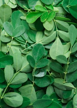 Moringa (Moringa Oleifera) -Sowexotic Shop 1 6