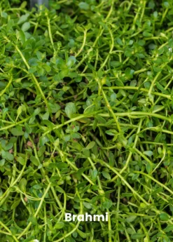 Ayurveda Herb Bundle: Gotu Kola & Brahmi -Sowexotic Shop 1 6 75532c5a fe05 4a3a 8f93 56f10dc524c9