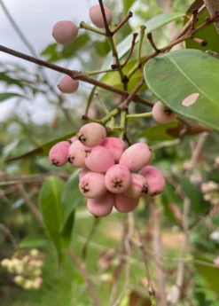 Lilly Pilly (Syzygium Smithii, Acmena Smithii) -Sowexotic Shop 23