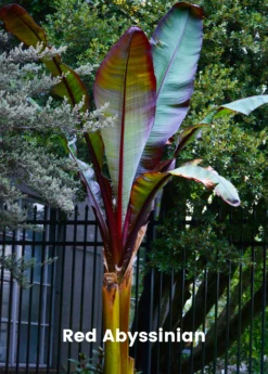 Banana Bundle: Siam Ruby, Blood Banana, Dwarf Cavendish & Red Abyssinian -Sowexotic Shop 2 4 8985e285 ce04 4e50 aa53 cc81bd4e76e5