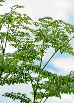 Moringa (Moringa Oleifera) -Sowexotic Shop 2 7