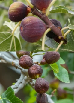 Fig Tree Bundle: 'Olympian' Fig & 'Brown Turkey' Fig