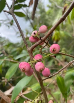 Lilly Pilly (Syzygium Smithii, Acmena Smithii) -Sowexotic Shop 33