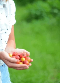 Guava, Strawberry (Psidium Cattleianum) 10 Guava, Strawberry (Psidium Cattleianum) -Sowexotic Shop 3DEA704B 3825 4F78 BEC4 9A92A56E0116