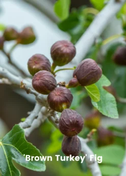 Fig Tree Bundle: 'Olympian' Fig & 'Brown Turkey' Fig -Sowexotic Shop 3 7