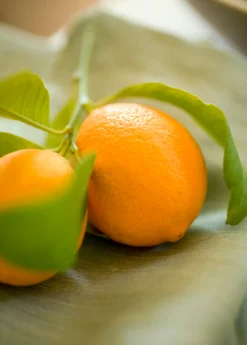 Meyer Lemon (Citrus × Meyeri) -Sowexotic Shop 3 ba63f6d9 b7c6 449c a8d7 f957dd2888a1