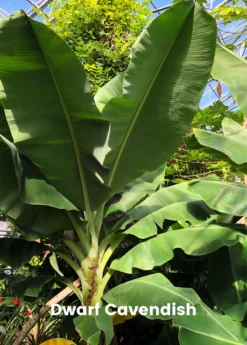 Banana Bundle: Siam Ruby, Blood Banana, Dwarf Cavendish & Red Abyssinian -Sowexotic Shop 4 4