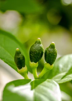 Meyer Lemon (Citrus × Meyeri) -Sowexotic Shop 7