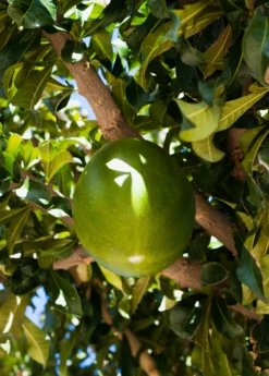 Sowexotic Shop -Sowexotic Shop Abiu Tree for Sale SowExotic.com