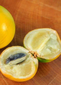 Abiu (Pouteria Caimito) -Sowexotic Shop Abiu Tree for Sale SowExotic.com 2