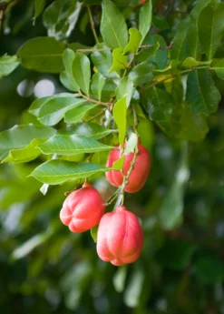 Ackee (Blighia Sapida) -Sowexotic Shop Ackeetreeforsalesowexotic 2