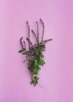 African Blue Basil (Ocimum Kilimandscharicum × Basilicum 'Dark Opal') -Sowexotic Shop African Blue Basil Plant for Sale SowExotic