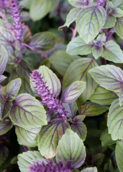 African Blue Basil (Ocimum Kilimandscharicum × Basilicum 'Dark Opal') -Sowexotic Shop African Blue basil plant for sale SowExotic