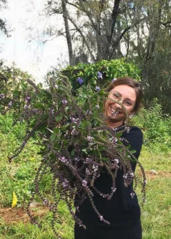 African Blue Basil (Ocimum Kilimandscharicum × Basilicum 'Dark Opal') -Sowexotic Shop African blue basil plant for sale SowExotic.com