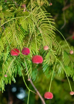 African Locust Bean Tree (Parkia Biglobosa) -Sowexotic Shop AfricanLocustBeanPlantsforSale SowExotic.com