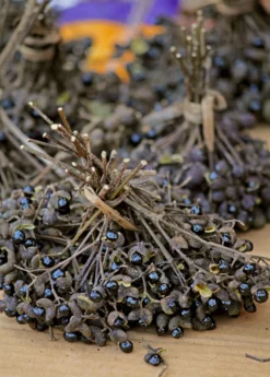 Allspice (Pimenta Dioica) -Sowexotic Shop Allspice Plant for sale SowExotic.com