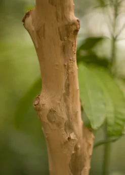 Allspice (Pimenta Dioica) -Sowexotic Shop Allspice Pimentadioica plant for sale SowEXotic.com