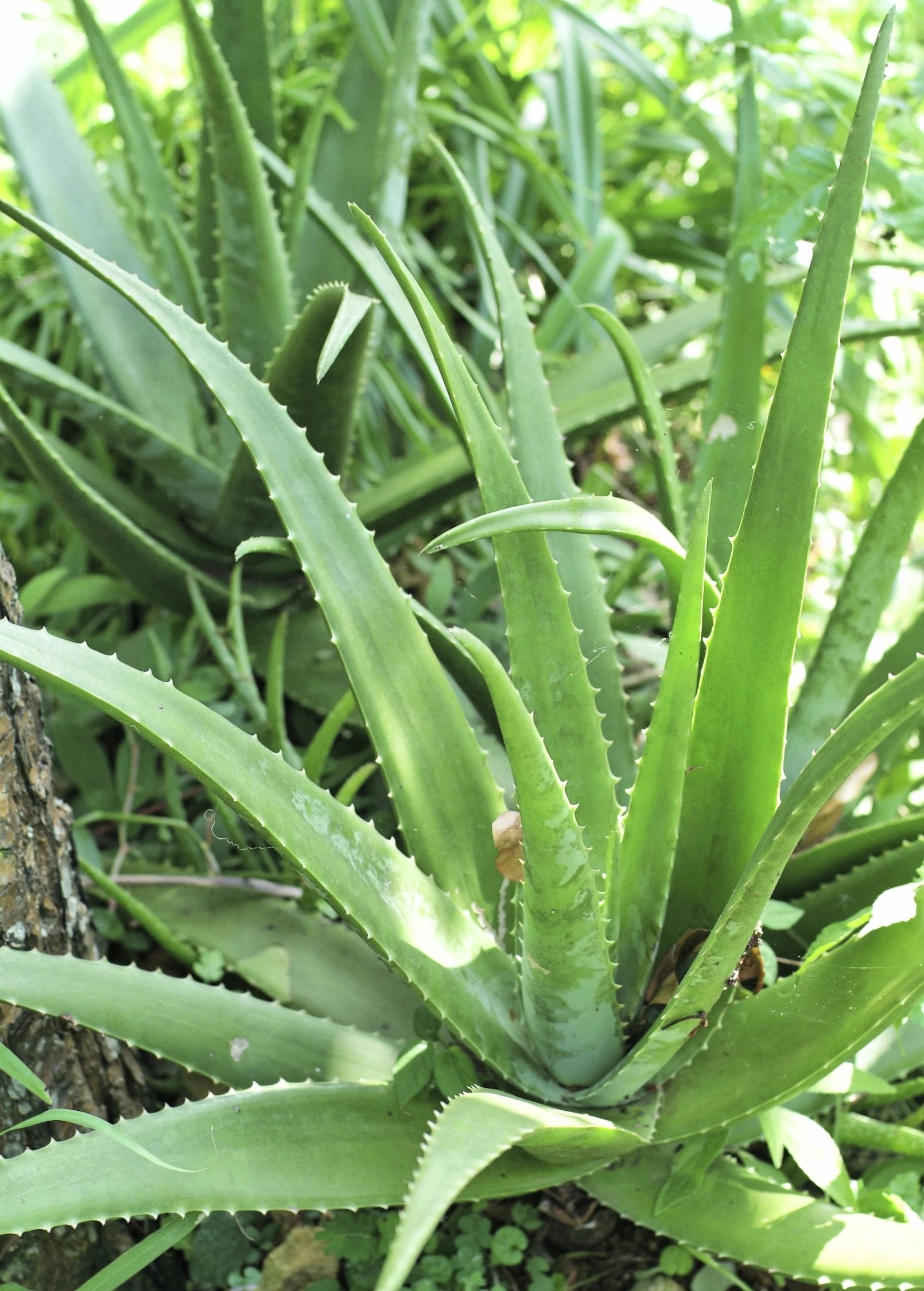 Aloe (Aloe Vera) 1 Aloe (Aloe Vera)