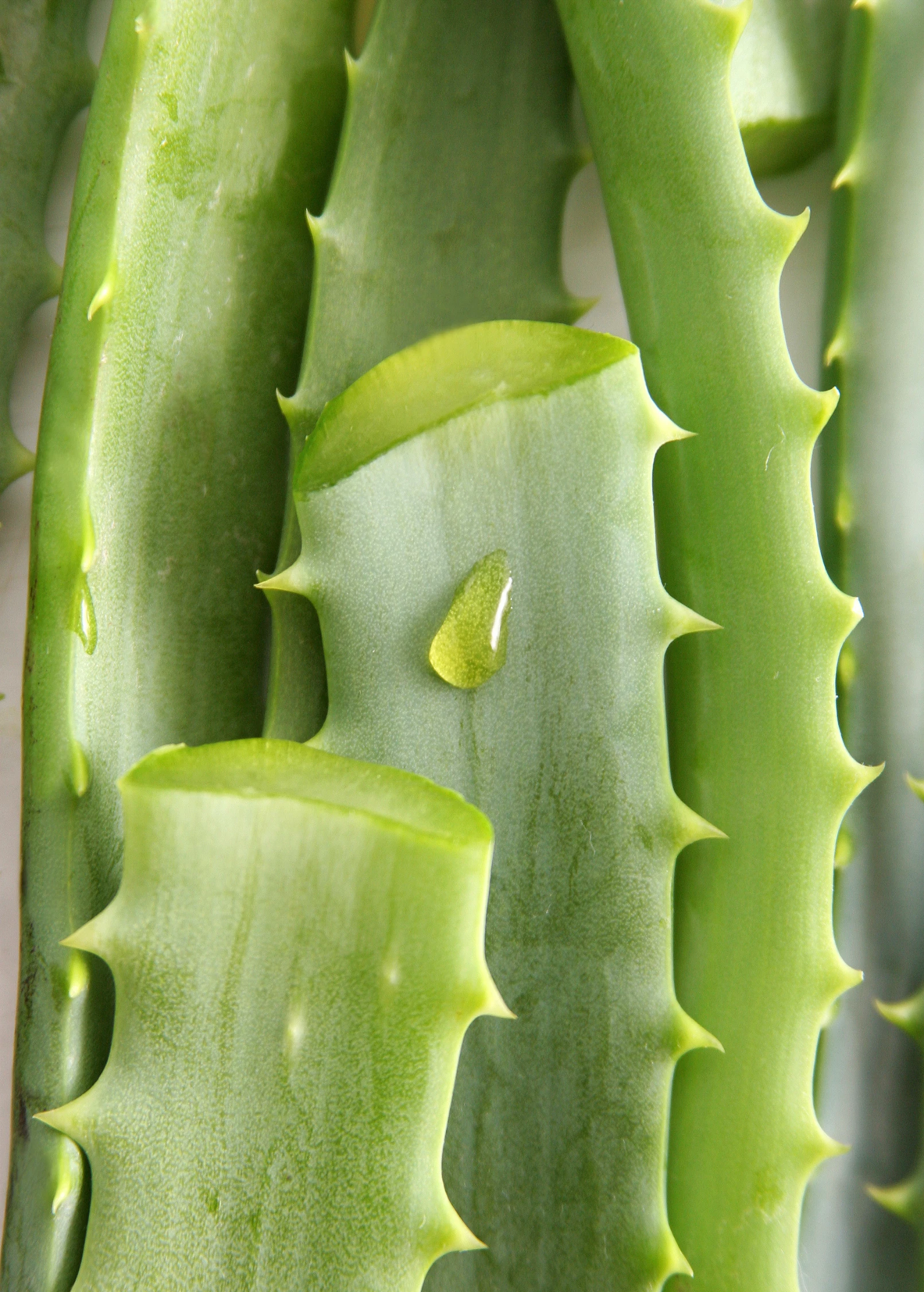 Aloe (Aloe Vera) 7 Aloe (Aloe Vera) - Image 7