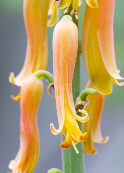 Aloe (Aloe Vera) 11 Aloe (Aloe Vera) -Sowexotic Shop Aloe plants for sale SowExotic a42e42f6 d677 4607 b12b 2e5c9e82ba8a