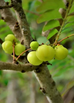 Amla, Indian Gooseberry (Phyllanthus Emblica) -Sowexotic Shop Amla IndianGooseberry Phyllanthusemblica LiveFruitTreeForSaleSowExotic 4