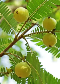 Amla, Indian Gooseberry (Phyllanthus Emblica) -Sowexotic Shop Amla Indian Gooseberry plant for sale