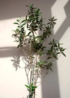 Olive 'Arbequina' (Olea Europea) -Sowexotic Shop ArbequinaOliveTreesforsale SowExotic.com 3