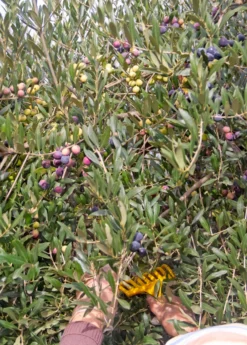 Olive 'Arbequina' (Olea Europea) -Sowexotic Shop ArbequinaOliveTreesforsale SowExotic.com 4