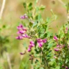 Astragalus (Astragalus Membranaceus)