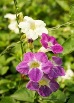 Asystasia, Chinese Creeping Foxglove (Asystasia Gangetica) -Sowexotic Shop Asystasia ChineseCreepingFoxglove Asystasiagangetica beautifulfloweringvinesowexotic