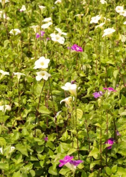 Asystasia, Chinese Creeping Foxglove (Asystasia Gangetica) -Sowexotic Shop Asystasia ChineseCreepingFoxglove Asystasiagangetica beautifulfloweringvinesowexotic 4