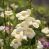 Asystasia, Chinese Creeping Foxglove (Asystasia Gangetica)