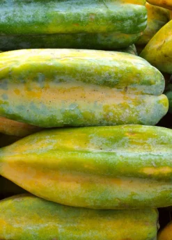 Babaco, Mountain Papaya (Carica Pentagona) -Sowexotic Shop Babaco Vasconcelleaxheilbornii SowExotic 1