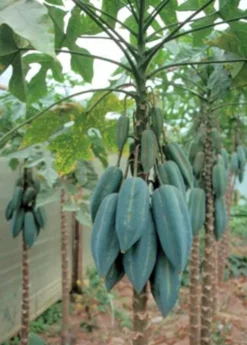 Babaco, Mountain Papaya (Carica Pentagona) -Sowexotic Shop Babaco Vasconcelleaxheilbornii SowExotic 3